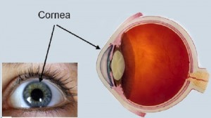 Los médicos oftalmólogos y los ópticos se tienen que concienciar de que la presión ocular tiene que estar ligada