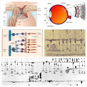 La regeneración del nervio óptico como solución a la perdida de visión por glaucoma que es irreversible.