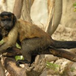 Operación de cataratas a un mono capuchino de Terra Natura